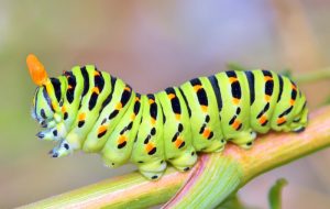 caterpillar-cure-all-pest-control-brisbane