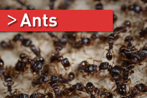 Ants-03
