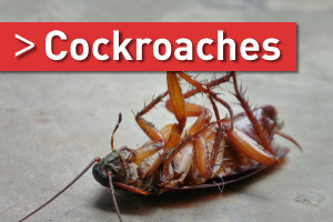 cockroach treatment brisbane