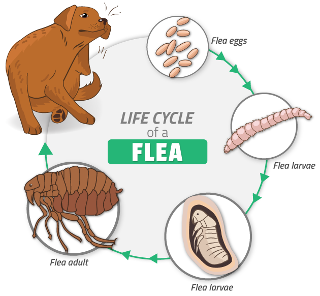 Cure-All-Pest-Control-Flea-cycle