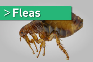 flea treatment brisbane