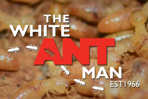 The-White-ant-man