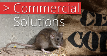 Commercial Pest Control Solutions In Brisbane