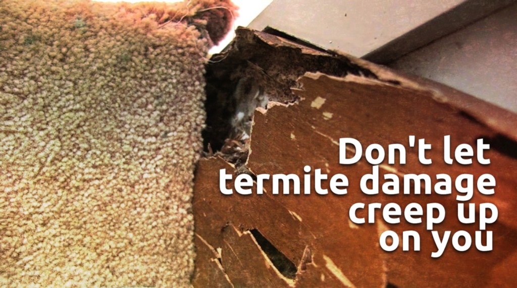 termite-inspections