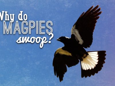 Why Do Magpies Swoop?
