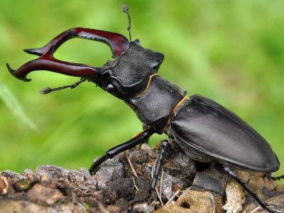One Of Every Five Living Animal Species Is A Beetle