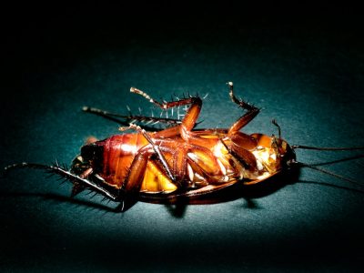 Do Cockroaches Deserve Their Reputation?