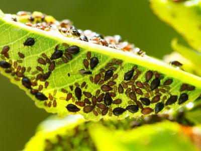 Environmentally Friendly Treatments for Summer Garden Pests