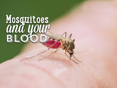 Mosquitoes and Your Blood