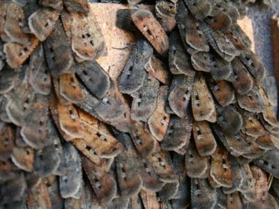 The Annual Migration of Bogong Moths