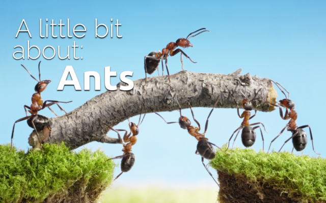 bit-about-ants
