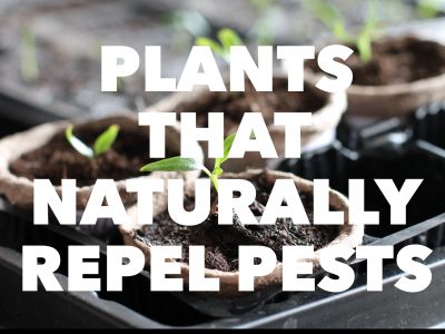 Plants That Naturally Repel Pests