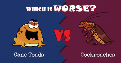 Cockroaches vs Cane Toad feature image