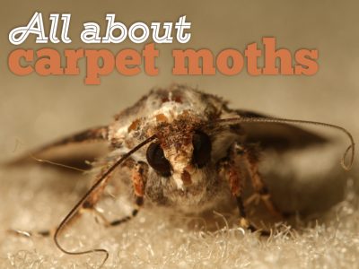 All About Carpet Moths