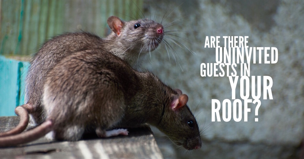 Are There Uninvited Guests in Your Roof? | Cure-All