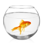 gold fish in bowl