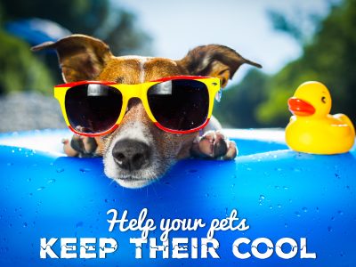 Help Your Pets Keep Their Cool
