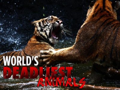 World’s Deadliest Animals