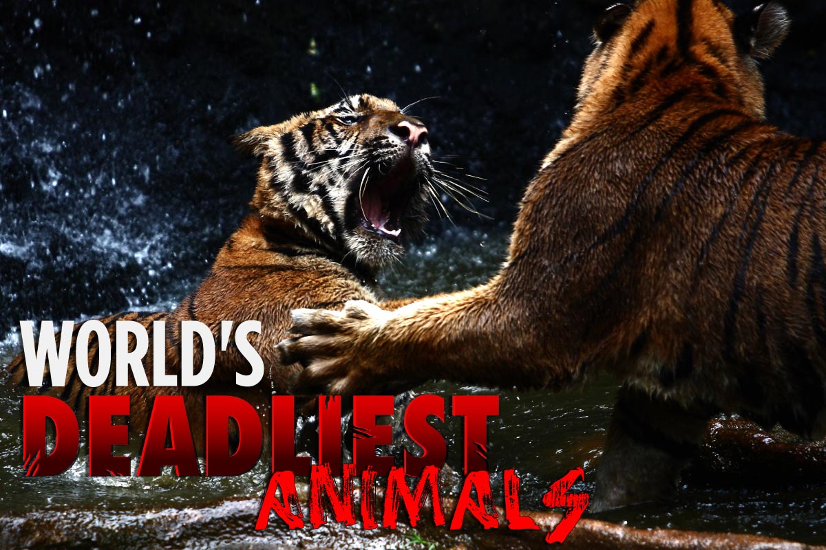 World's Deadliest Animals | Cure-All Pest Control