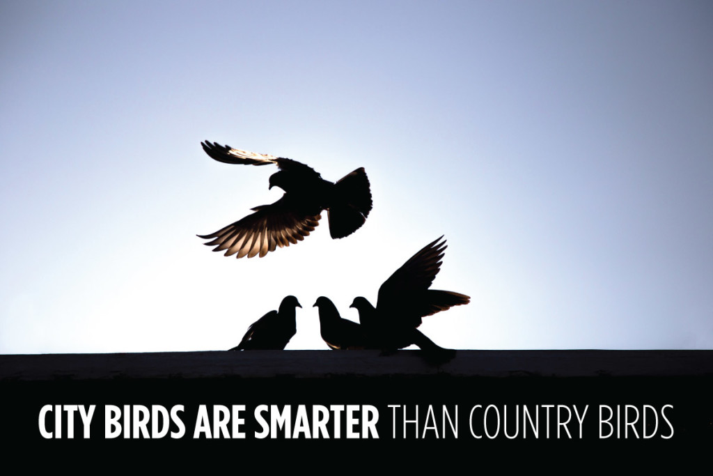 city-birds-are-smarter-than-country-birds