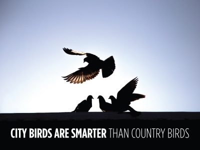City Birds are Smarter than Country Birds