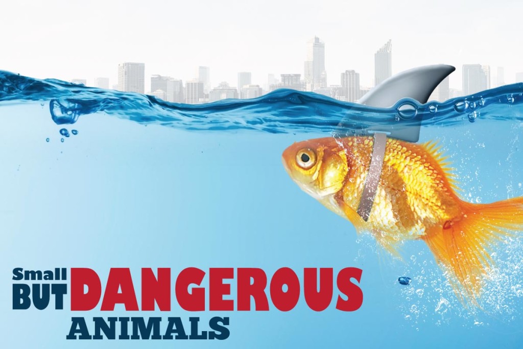 small-but-dangerous-animals-header