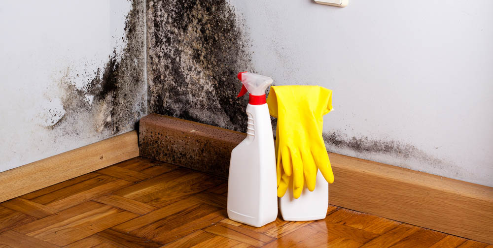 mould-in-your-home