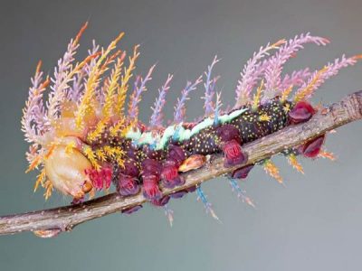 This Rainbow Caterpillar Will Blow Your Mind!