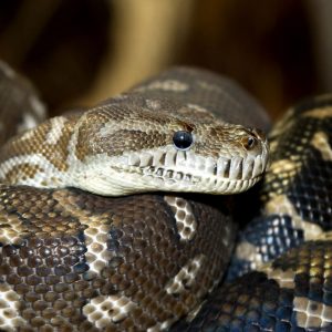 australian-carpet-python-cure-all-pest-control-brisbane