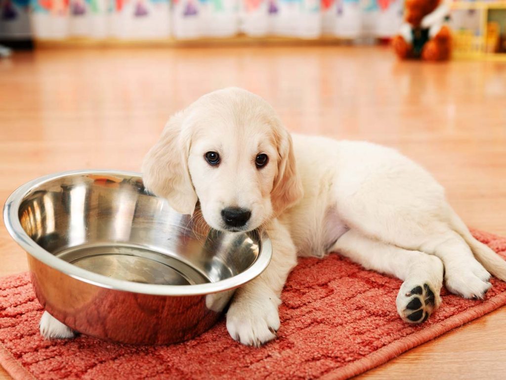 cure-all-pest-control-brisbane-6-things-you-should-never-feed-your-dog-1200x900