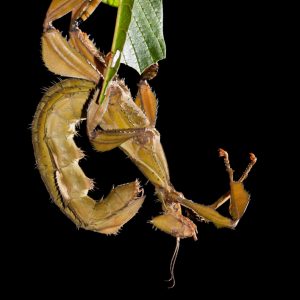 spiny-leaf-insect-cure-all-pest-control
