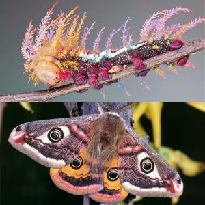 Saturniidae caterpillar and moth cure all pest control brisbane