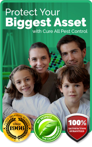 CureAll-Pest-Control-quality-brisbane-family-protection