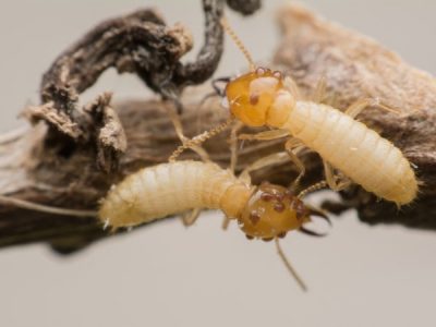 How often do you check for termites?