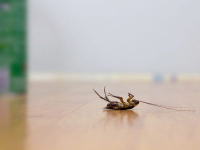 Summer Cockroach Control Tips