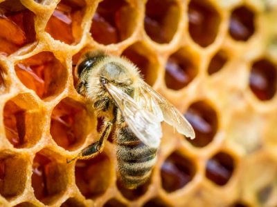 Are bees intelligent?