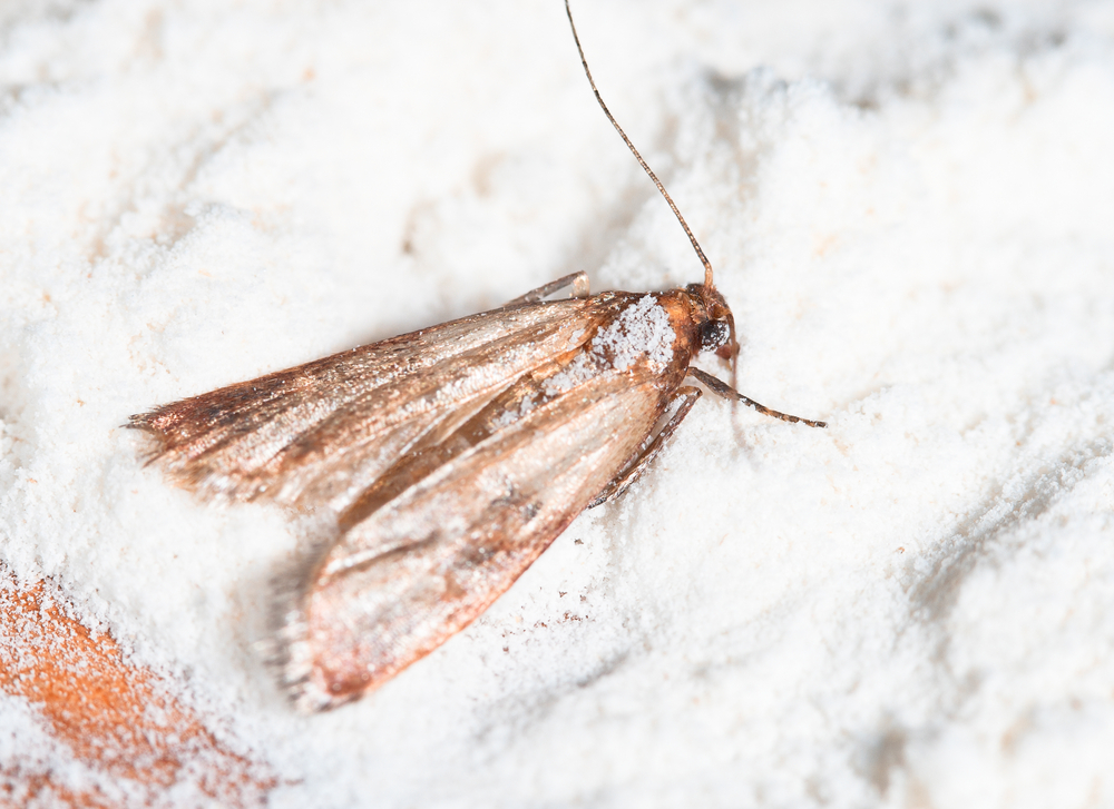 Flour Moth Control: How To Get Rid of Flour Moths