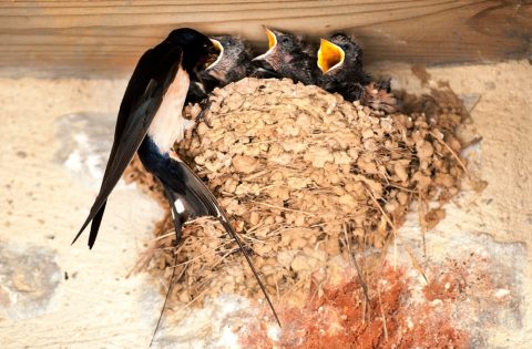 Why Birds Nesting in Your Roof is Bad