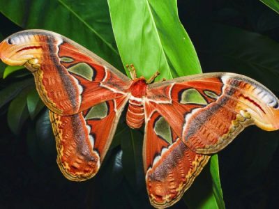The Biggest Moth in the World: Hercules