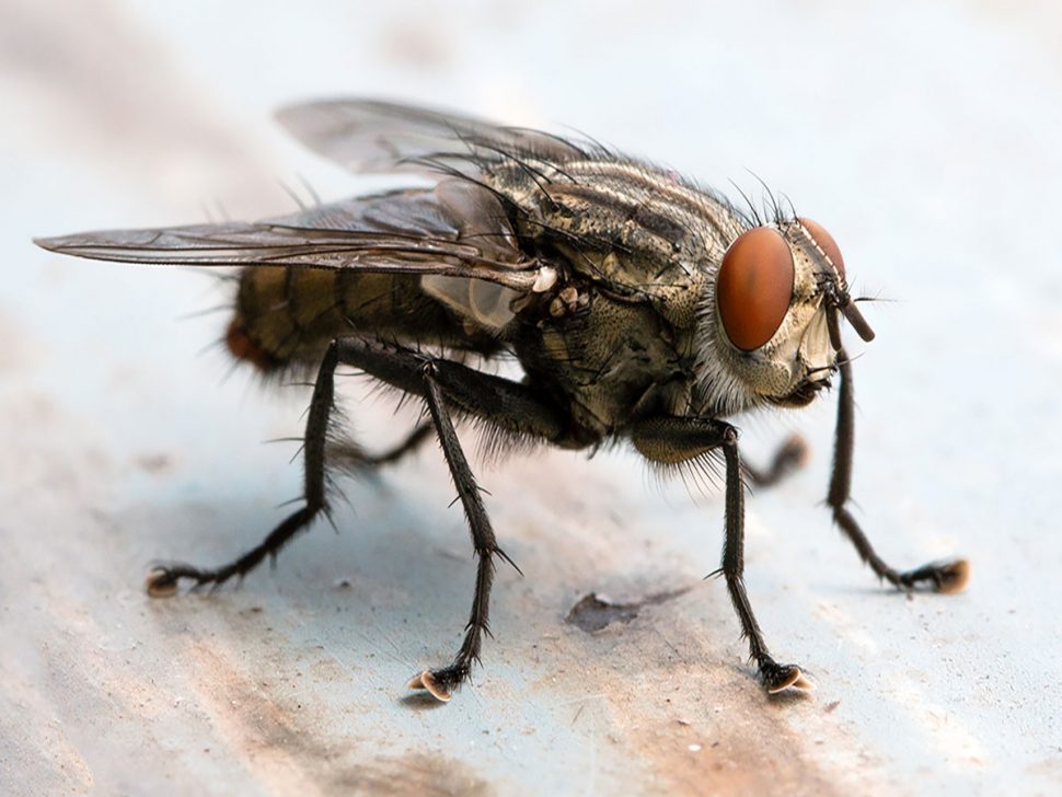How Many Diseases Do Flies Carry on Their Feet? | Cure All Brisbane