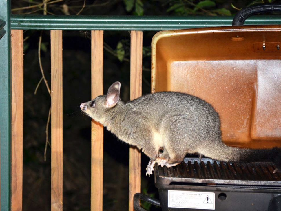 humanly remove possums from home