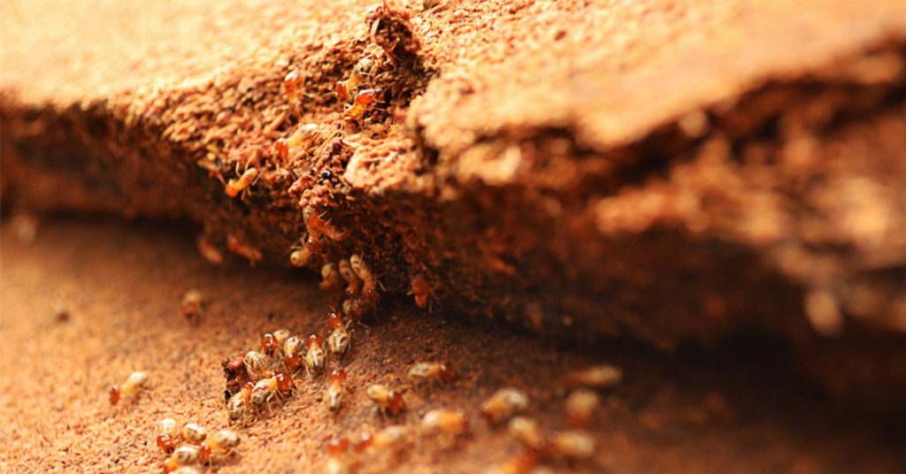 termite management system