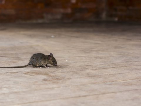 rodent infestation pest control