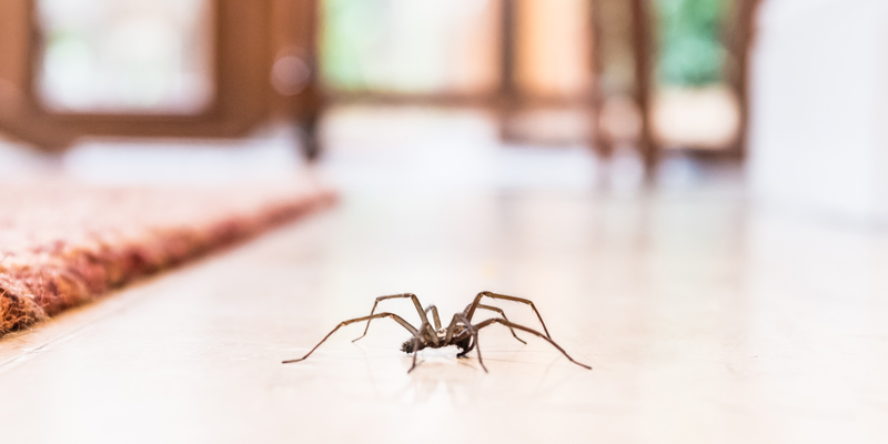 Cure All Pest Control Checking for Pests in the Bedroom Spiders