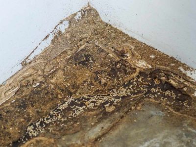 Termite Pest Control: 4 Steps to Successful Termite Treatment