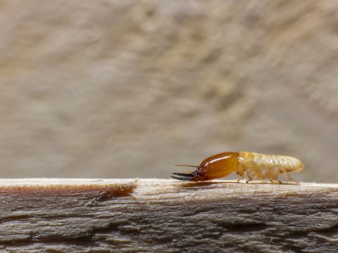 CureAll Expert Termite Control
