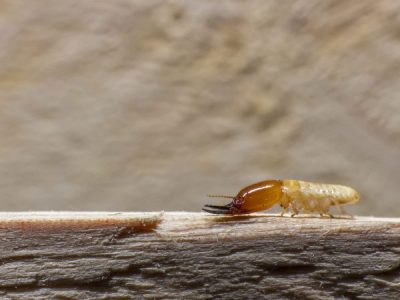 Brisbane pest expert explains how to detect termites in homes