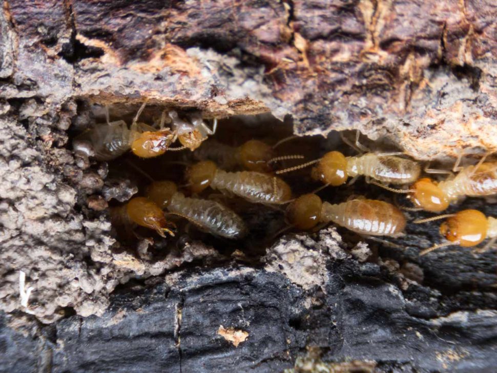 Cureall High Risk Termite Season