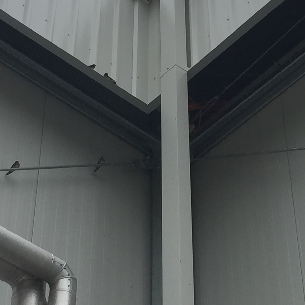 Cure All Pest Control – Warehouse Bird Proofing: Netting, Spikes, Removal & Shock Systems