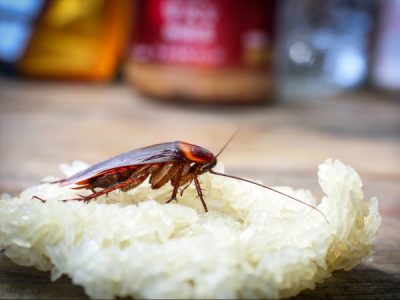 Pest Control for Landlords: How to Keep Your Tenants From Bugging You